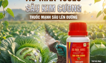 Giải pháp Sâu Kim Cương