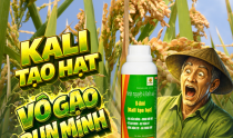 Kali Tạo Hạt Cho Lúa – Giải Pháp Vô Gạo Chắc Hạt, Nặng Ký, Tăng Năng Suất Cuối Vụ