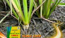 Triệt tiêu tuyến trùng bứu rễ, Phòng Ngộ Độc Hạn chế Tuyến Trùng trên lúa với Bộ K-nông 02, Sung Chòi- Mập Cây 02
