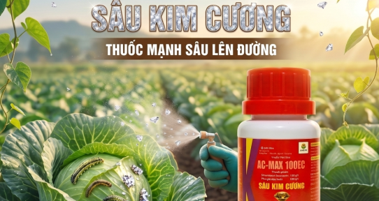 Giải pháp Sâu Kim Cương