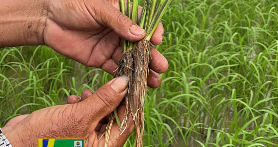 K-Nông 01 giải pháp đầu vụ cho lúa tiết kiệm phân bón