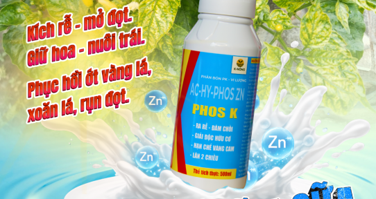 PHOS K - GIẢI PHÁP TRÊN ỚT