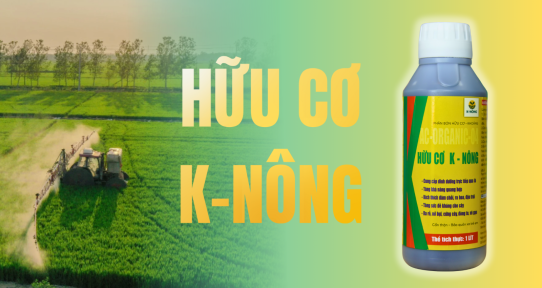 Nông dân dùng phân bón Hữu cơ K-NÔNG để phục hồi đất sau mùa mưa