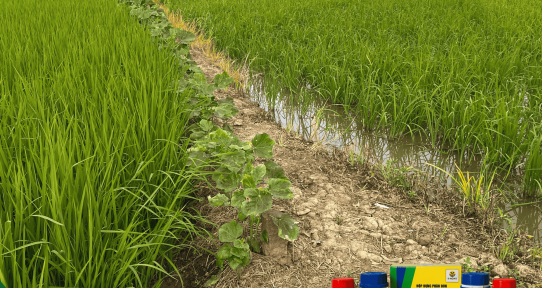 SỰ KHÁC BIỆT KHI SỬ DỤNG GIẢI PHÁP SUNG CHÒI - MẬP CÂY 02