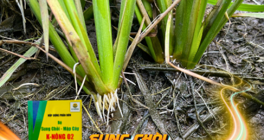 Triệt tiêu tuyến trùng bứu rễ, Phòng Ngộ Độc Hạn chế Tuyến Trùng trên lúa với Bộ K-nông 02, Sung Chòi- Mập Cây 02